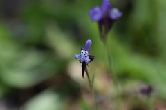 Linaria amethystea
