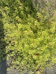 Lepidium densiflorum
