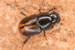 Diapterna omissa