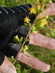 Solidago squarrosa