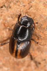 Diapterna omissa