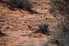 Anthus australis
