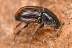 Diapterna omissa