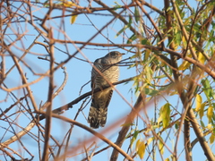 Cuculus canorus