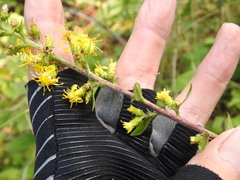 Solidago squarrosa