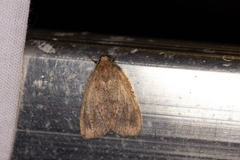 Noctuidae