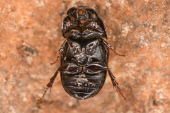 Diapterna omissa