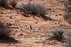 Anthus australis
