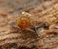 Excellaoma melbournensis