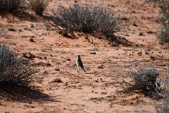 Anthus australis