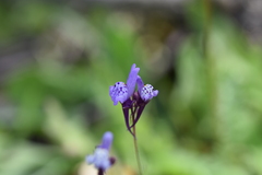 Linaria amethystea