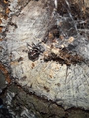 Steatoda paykulliana
