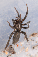 Gnaphosidae