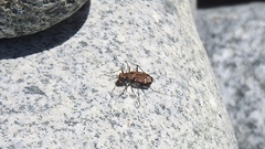 Cicindela oregona