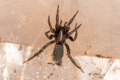 Gnaphosidae