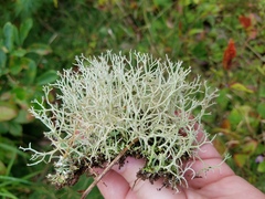 Cladonia furcata