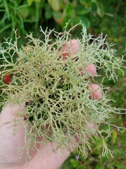 Cladonia furcata