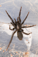 Gnaphosidae