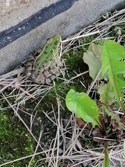 Pelophylax ridibundus
