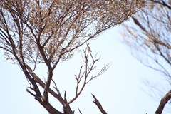 Acanthiza uropygialis