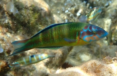 Thalassoma pavo