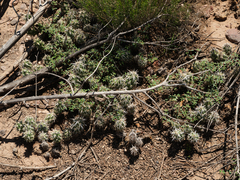 Grusonia clavata