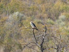 Elanus caeruleus caeruleus