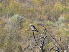 Elanus caeruleus caeruleus