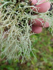Cladonia furcata
