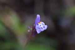 Linaria amethystea