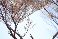 Acanthiza uropygialis