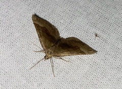 Scotopteryx chenopodiata