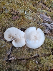 Pluteus petasatus