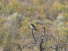 Elanus caeruleus caeruleus