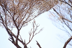 Acanthiza uropygialis