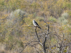 Elanus caeruleus caeruleus