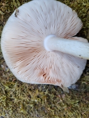 Pluteus petasatus