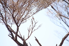 Acanthiza uropygialis