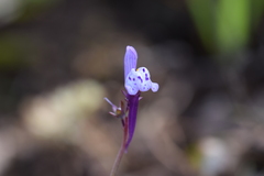 Linaria amethystea