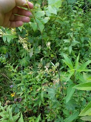 Arnoglossum atriplicifolium