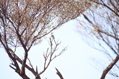 Acanthiza uropygialis