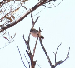 Acanthiza uropygialis