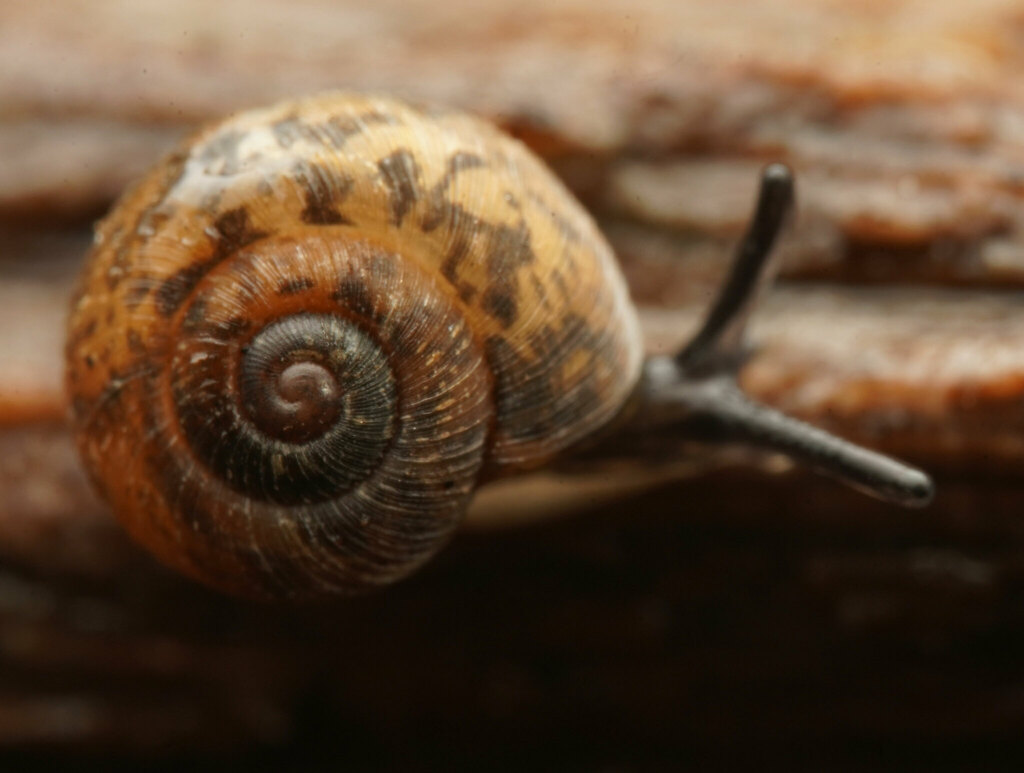 Excellaoma