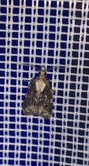 Platynota exasperatana