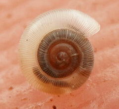 Minutiropa inexpectata