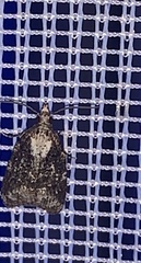 Platynota exasperatana