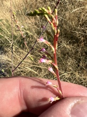 Oenothera curtiflora