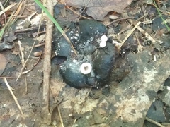 Asterophora lycoperdoides