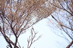 Acanthiza uropygialis