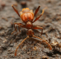 Tyromacrus